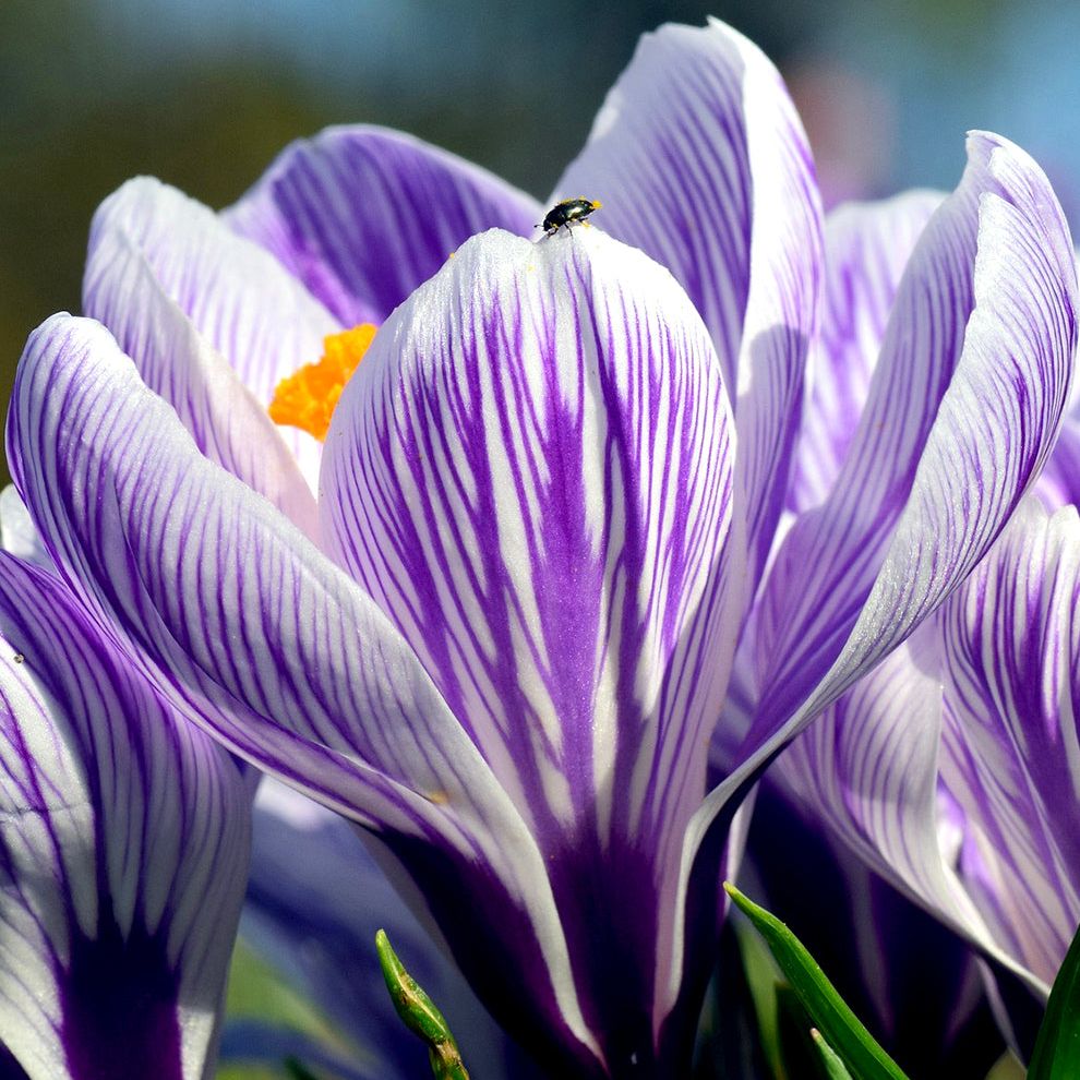 Crocus Pickwick