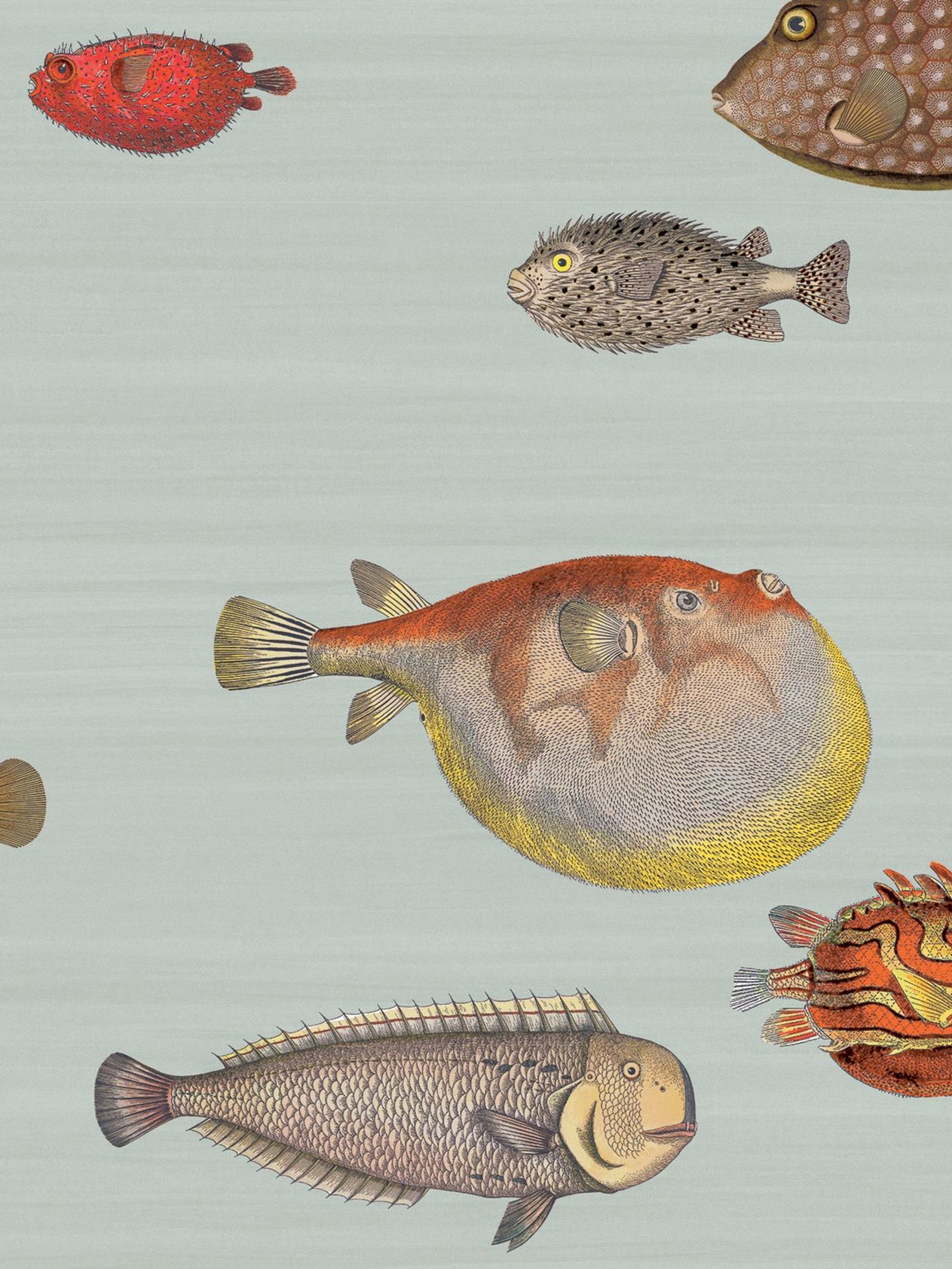 Wallpaper Acquario