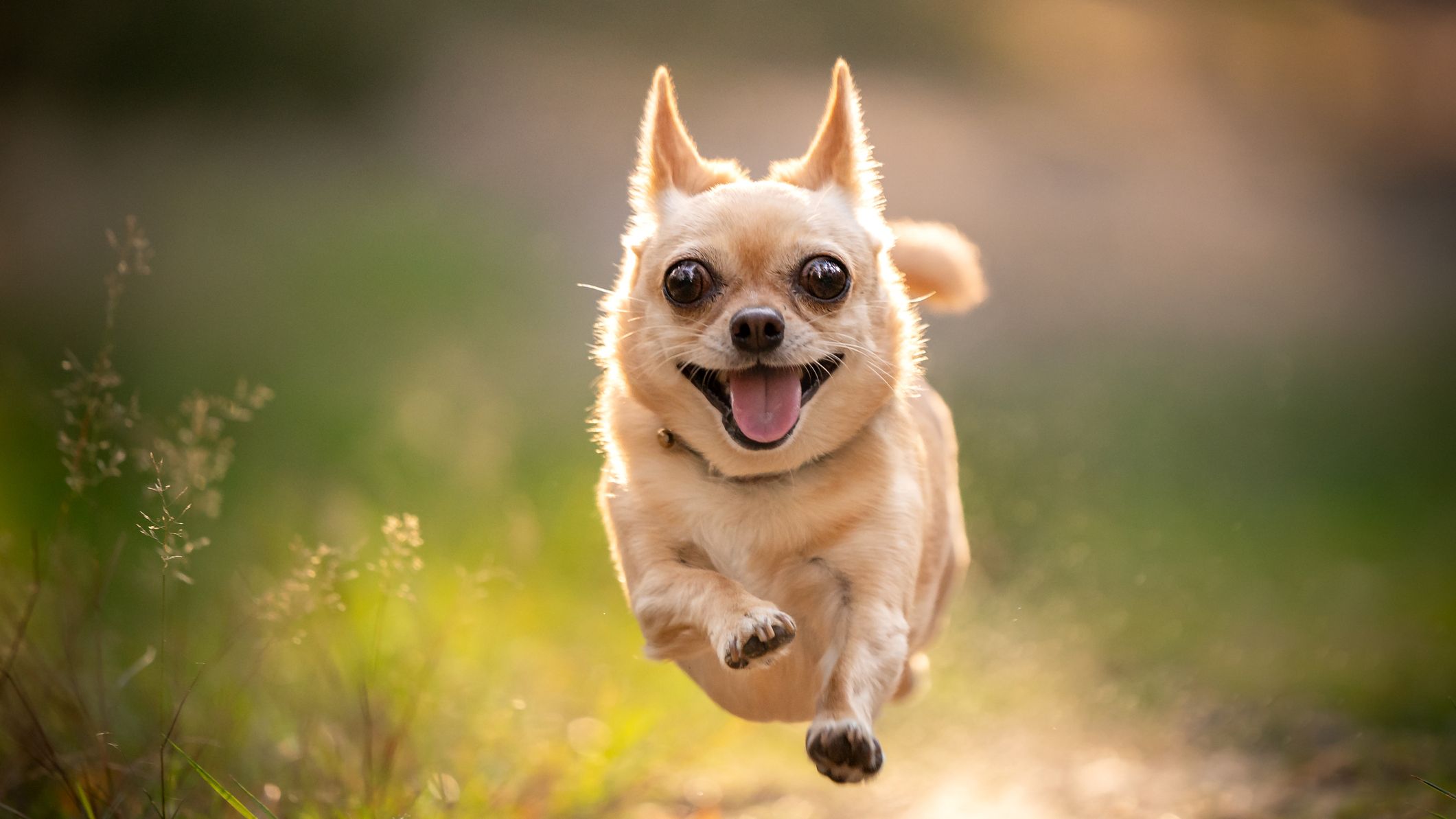 A small chihuahua dog runs happily ahead.