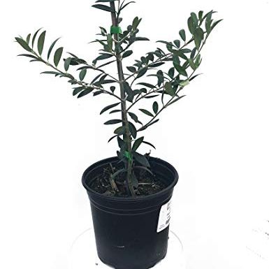 Olive Tree, Arbequina - Live Plant +!