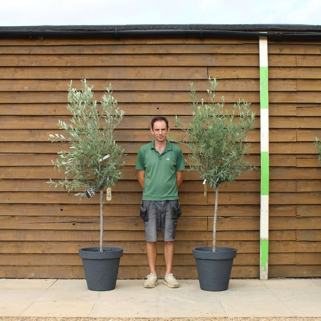 X2 Potted 1/2 Standard Olive Trees No. 566 &amp;amp; 219 | Standard Olive Tree - Olive Grove Oundle