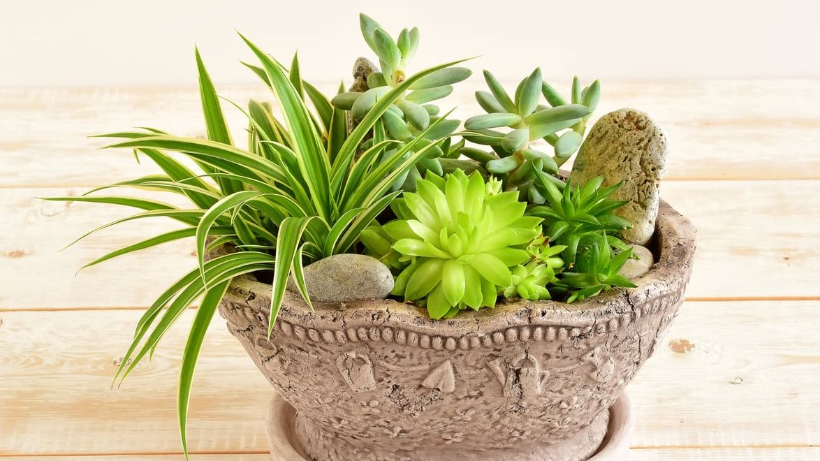 hanging air plants Bromeliad Tillandsia Mounted on Cork Hanging air plant main image 0