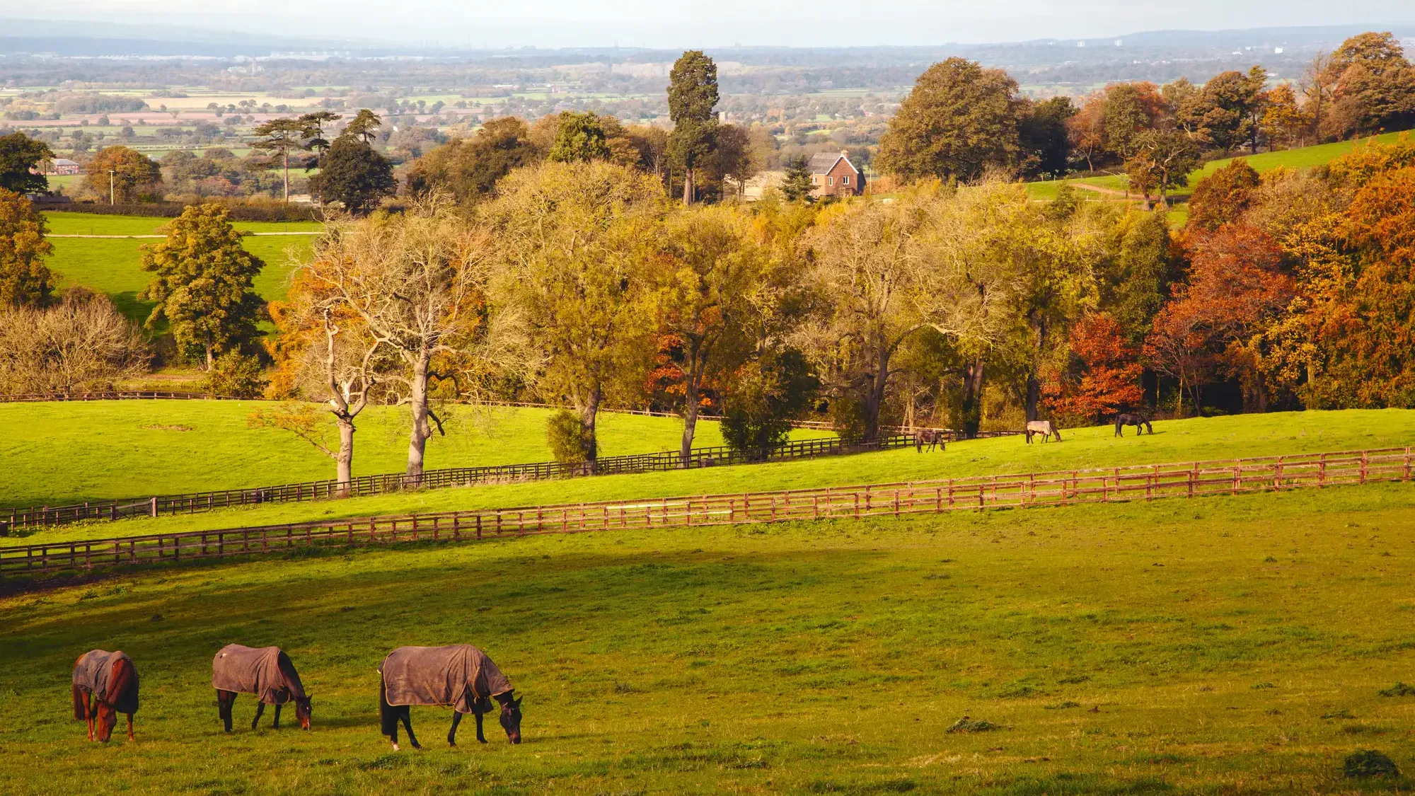 Wide shot of horses wearing rugs grazing in a field with hills, trees and a house in the background