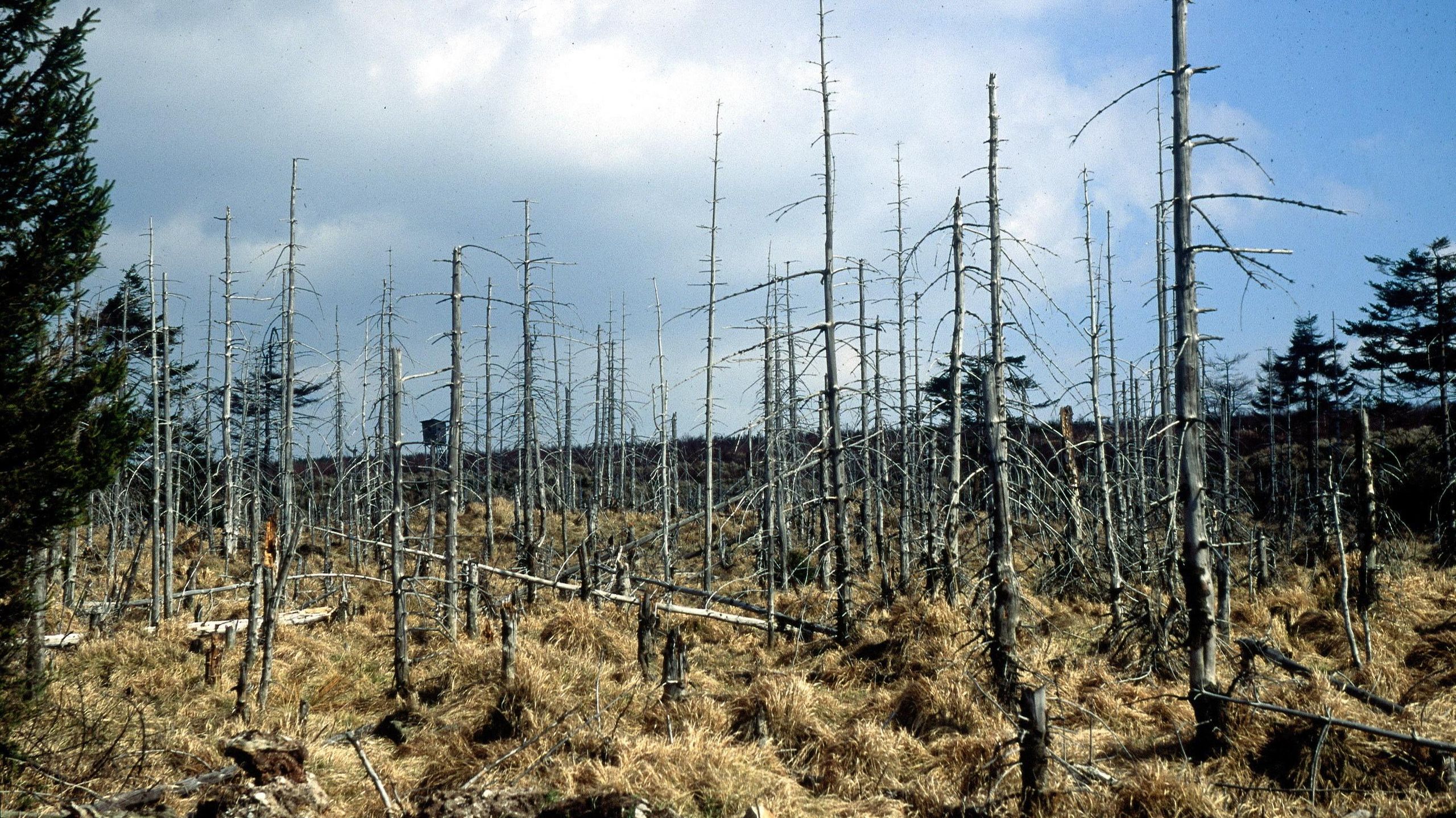 Acid Rain: Causes, Effects and Solutions | Live Science