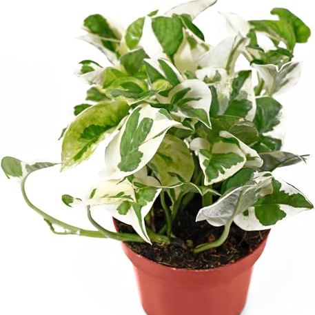 Live Tropical Pothos Plant (pearls &amp;amp; Jade) - Easy to Care for - Perfect for Indoor and Outdoor Home Decor, Office and Gift - in 3-Inch Pot, No Shipping to Ca