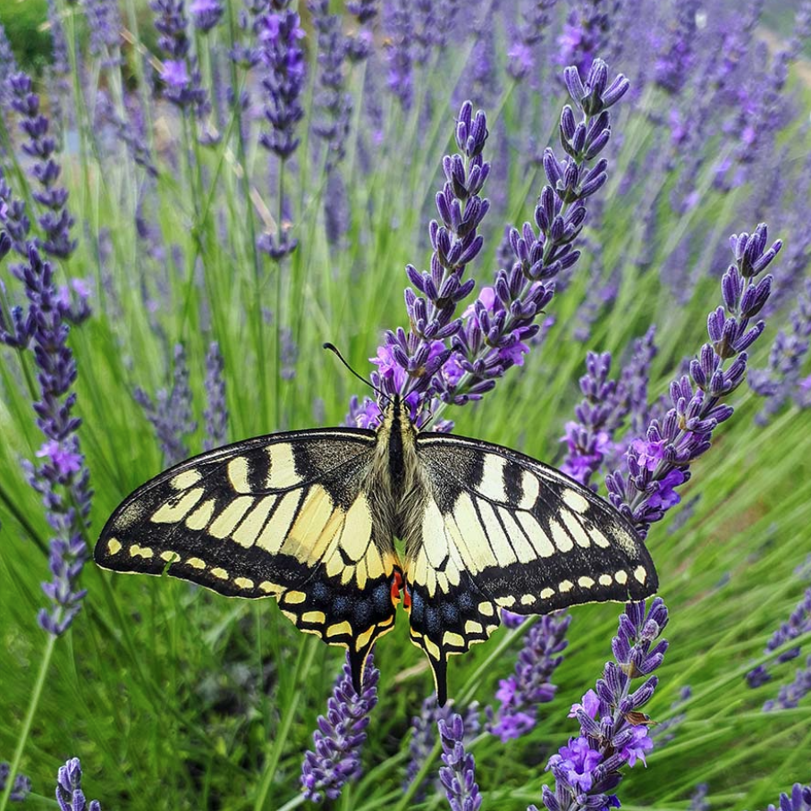 Southern Living Phenomenal Lavender Plant in 1 Gallon Container