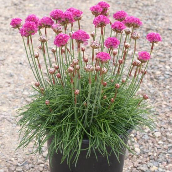 Splendens Sea Thrift