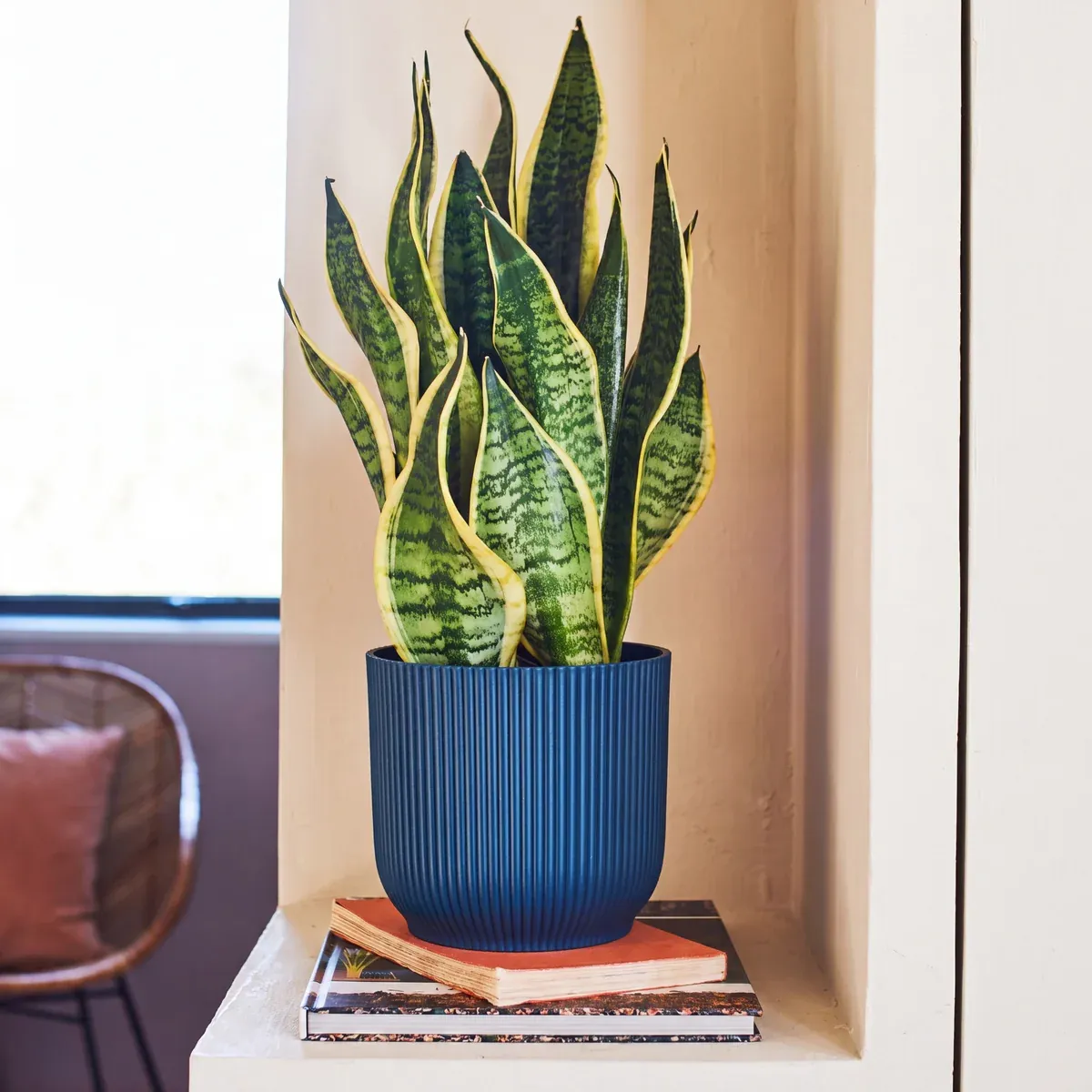Beards &amp;amp; Daisies, Snake Plant