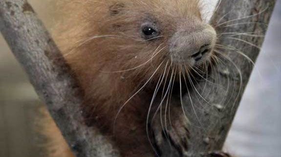 Katta katta kokraklar Sochiq tushdi xxx