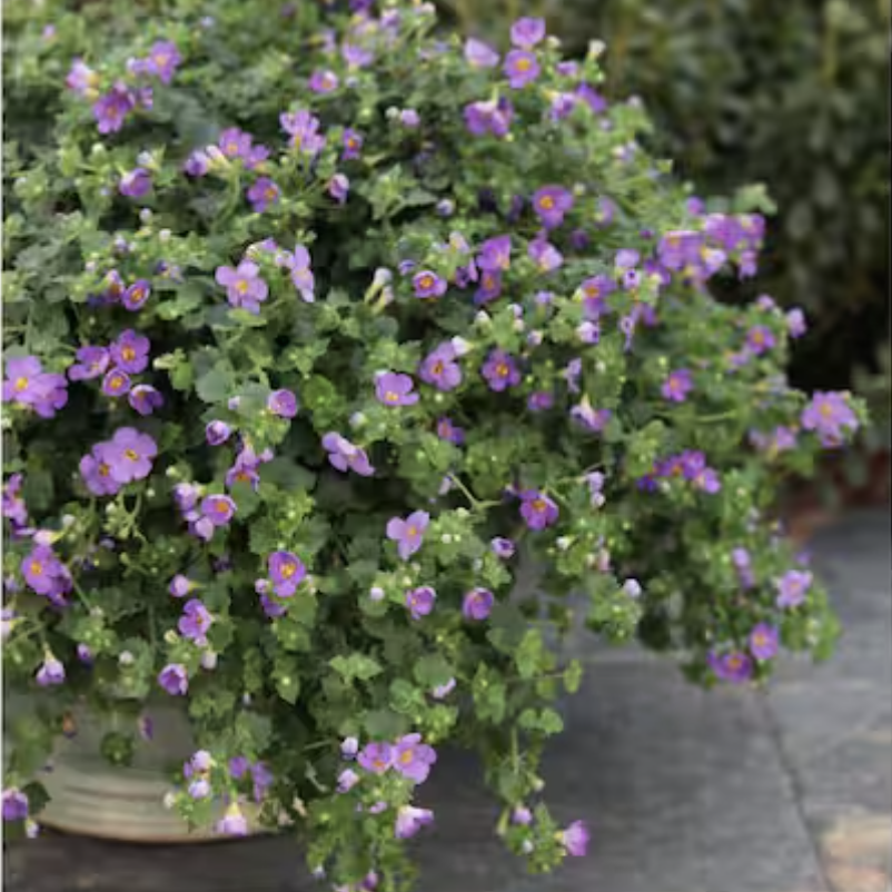 Bacopa Proven Winners plant