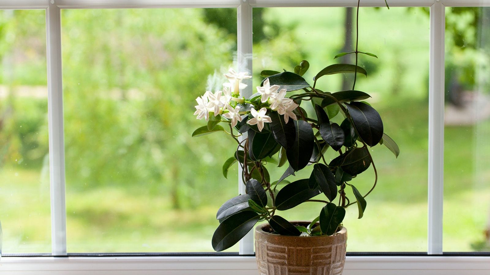 Lucky Plants