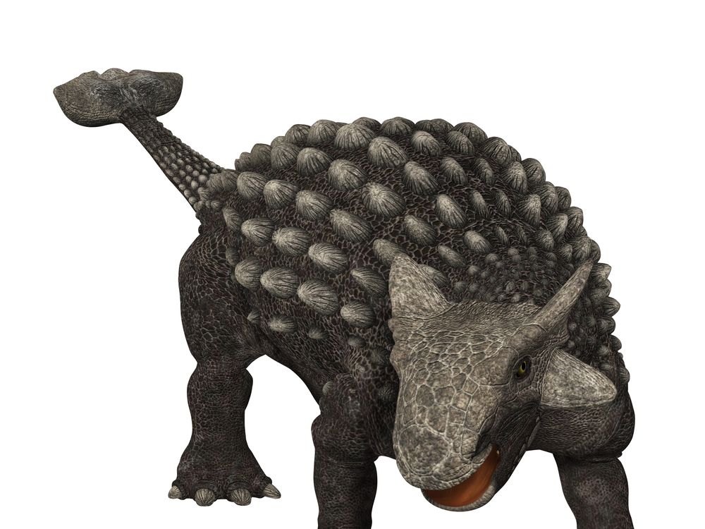 Ankylosaurus
