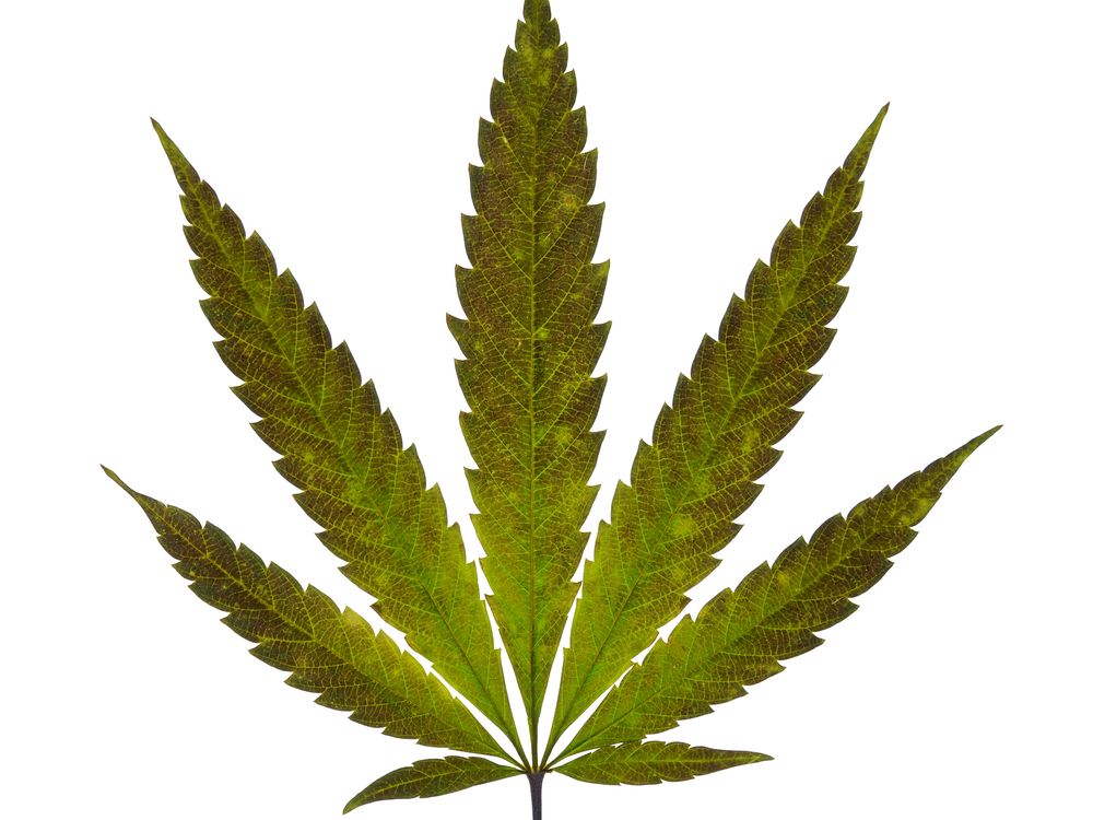 Marijuana: Facts about Cannabis | Live Science