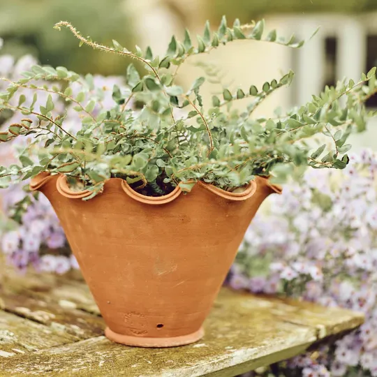 Rowen &amp;amp; Wren, Eden Terracotta Pot