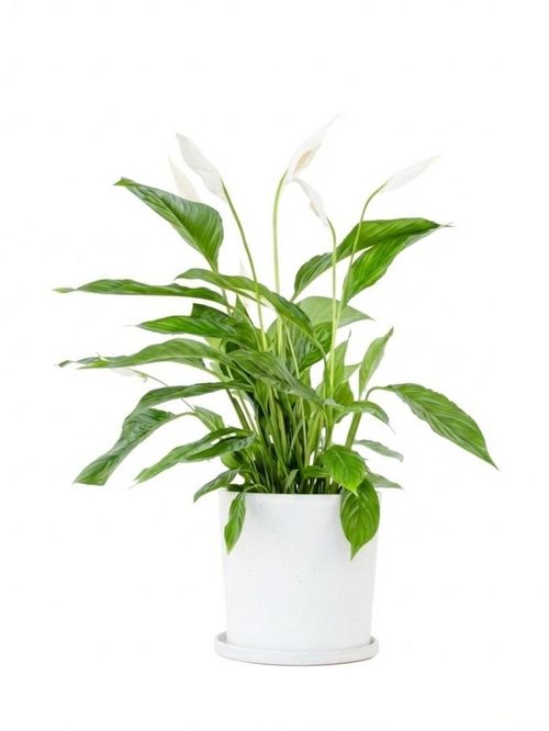 Spathiphyllum Peace Lilly