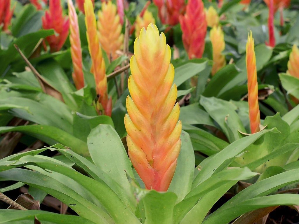 Flaming Sword Houseplant - Vriesea Flaming Sword Info And Care