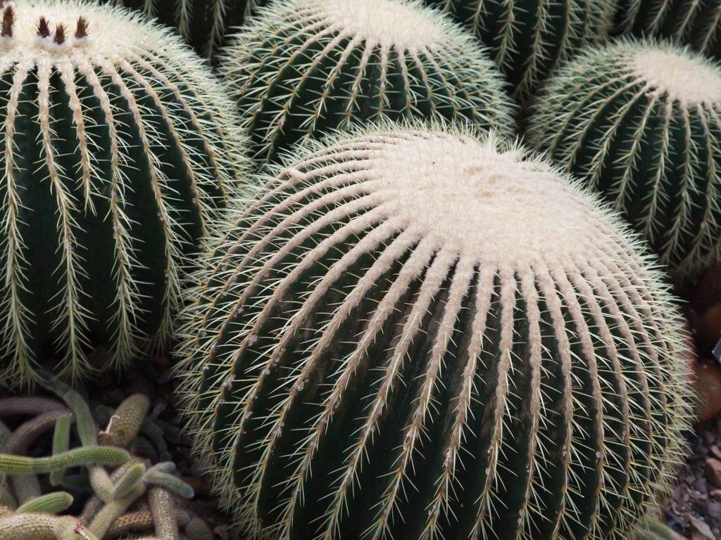 Barrel Cactus Plants: Learn About Different Barrel Cactus Varieties |  Gardening Know How