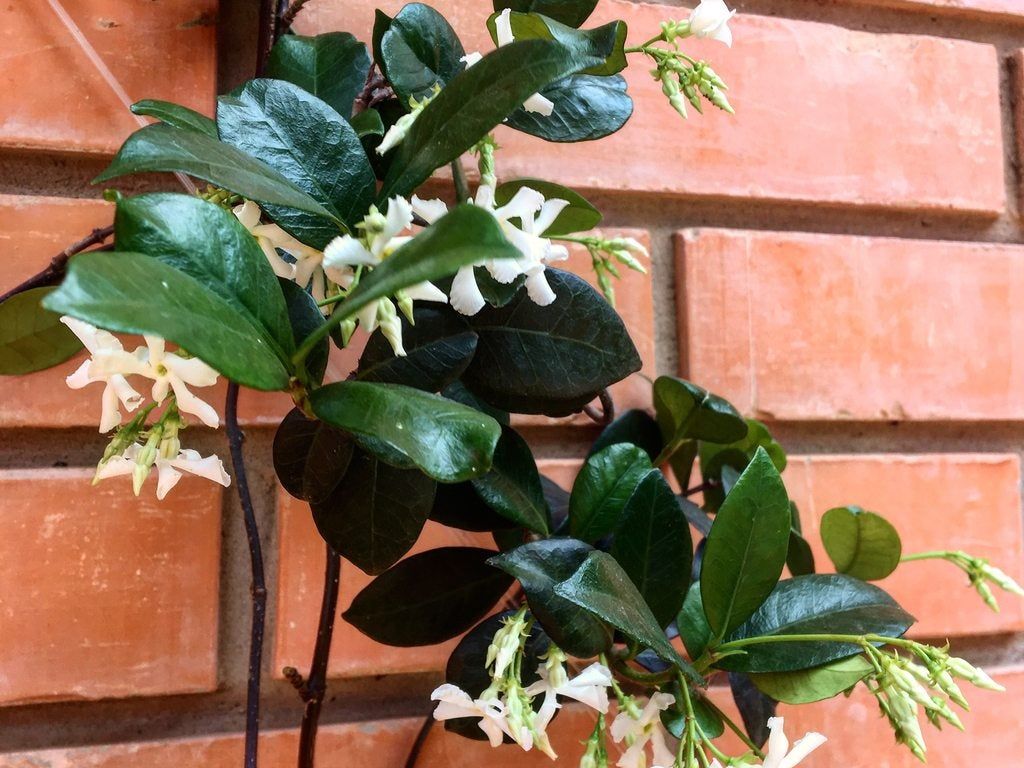 Cold Hardy Jasmine - Choosing A Jasmine For Zone 5 Gardens