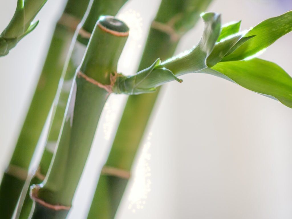 black jaguar snake plant Sansevieria Trifasciata 'Black Coral Snake Plant – Ed's Plant Shop