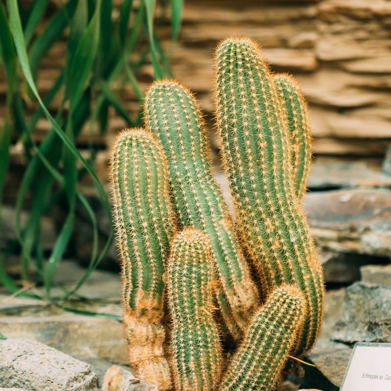 What Is A Peanut Cactus  How To Grow Chamaecereus Cactus Plants |  Gardening Know How
