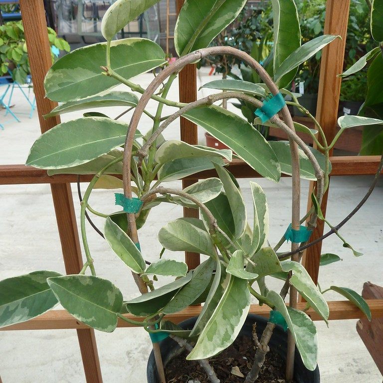 lavender small plant 7.5 Potted Faux Lavender