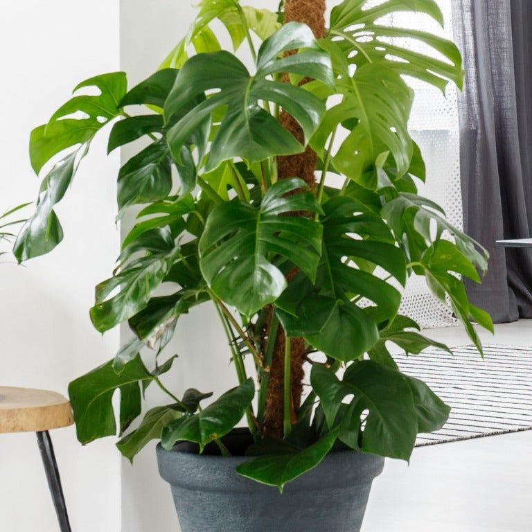xanadu philodendron Philodendron 'Golden Xanadu' main image 0