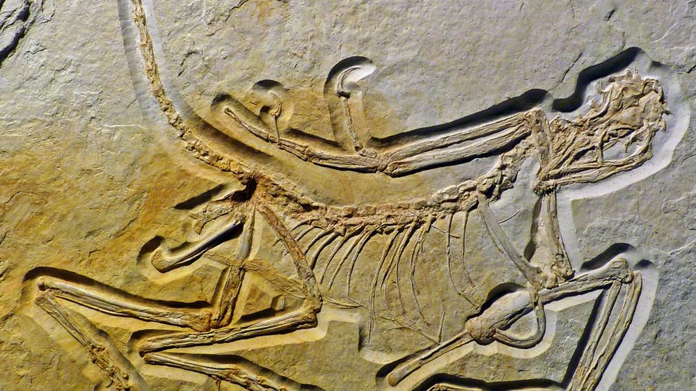 ●【擦れあり】Argivian Archaeologist　１枚 File:WZSSM VF000011 specimen (1).png - Wikimedia Commons