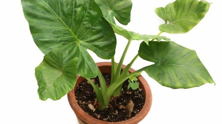 Tips For Growing An Elephant Ear Plant Indoors | Gardening Know How