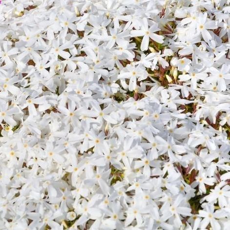 Snowflake Creeping Phlox