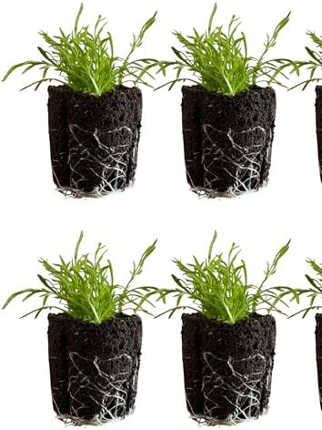 6 Chamomile Seedlings