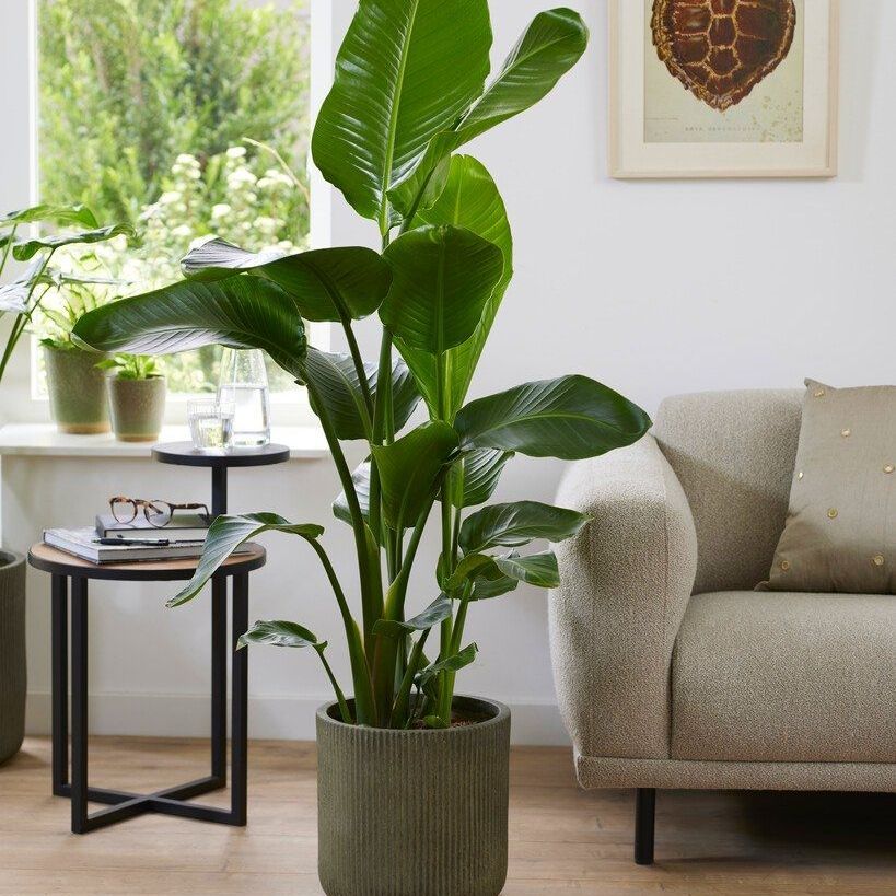 Rare - Strelitzia Nicolai - Large White Bird of Paradise Plant 130-150cm