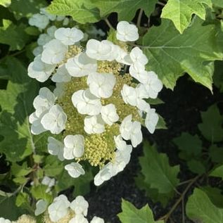 Bloomin' Easy Toy Soldier Oakleaf Hydrangea Live Shrub