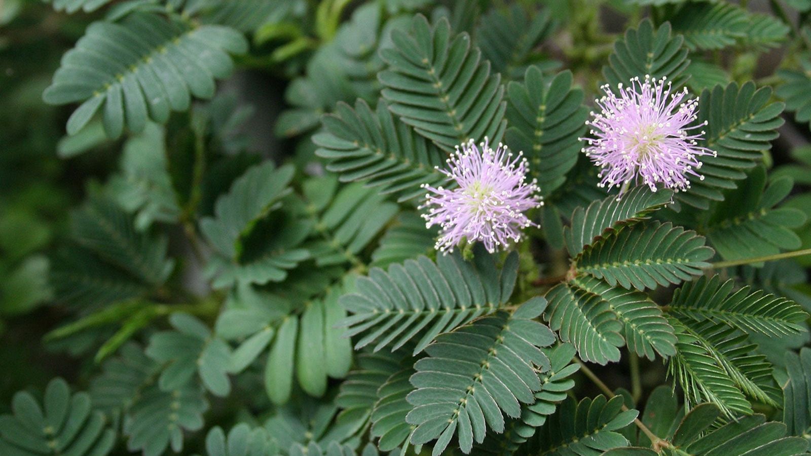 Can Plants Move  The Fascinating World Of Moving Plants | Gardening Know  How