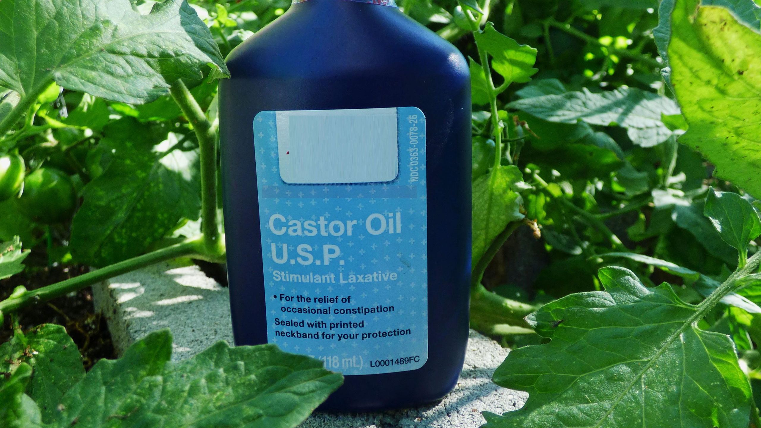 A blue plastic bottle of castor oil labeled as a stimulant laxative set outdoors among green foliage, representing castor oil as a traditional remedy.