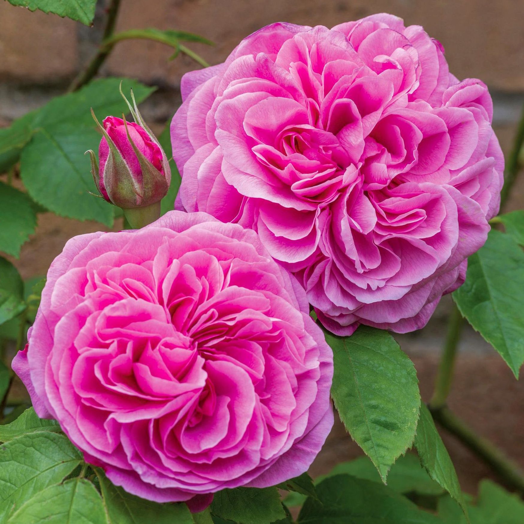 Gertrude Jekyll&amp;reg;