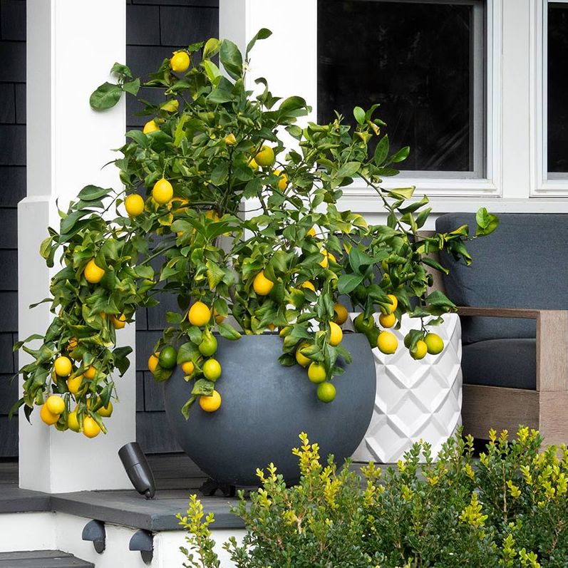 Meyer Lemon Bush