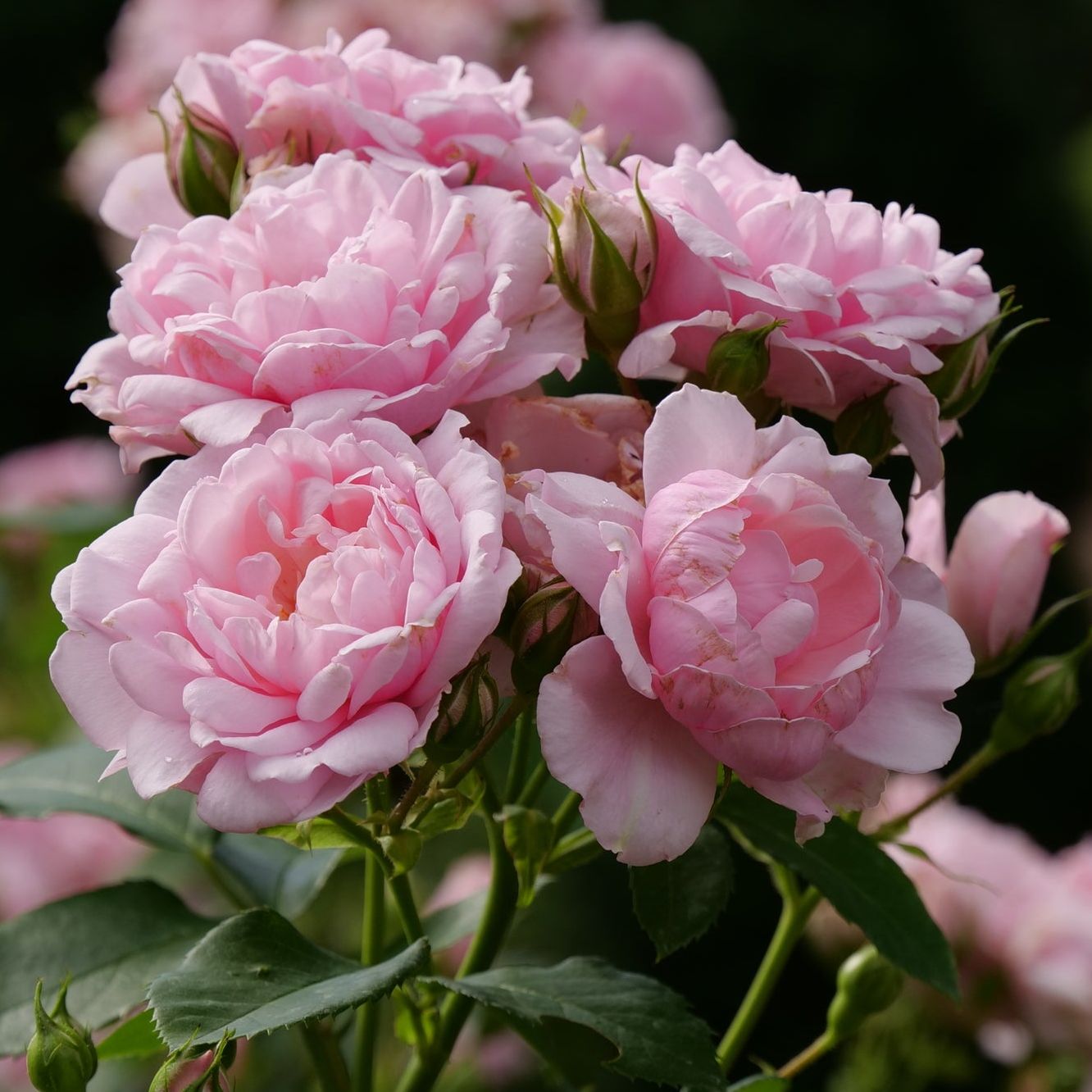 Reminiscent&amp;reg; Pink Rose