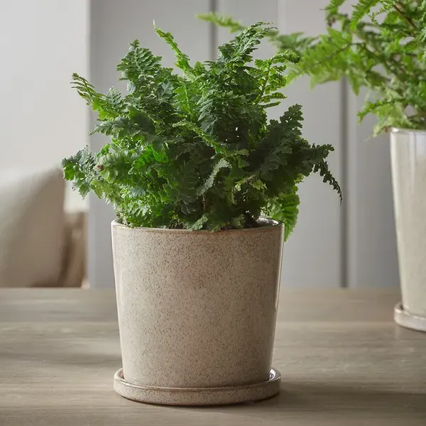 Cox &amp;amp; Cox, Speckled Glazed Planter &amp;amp; Saucer