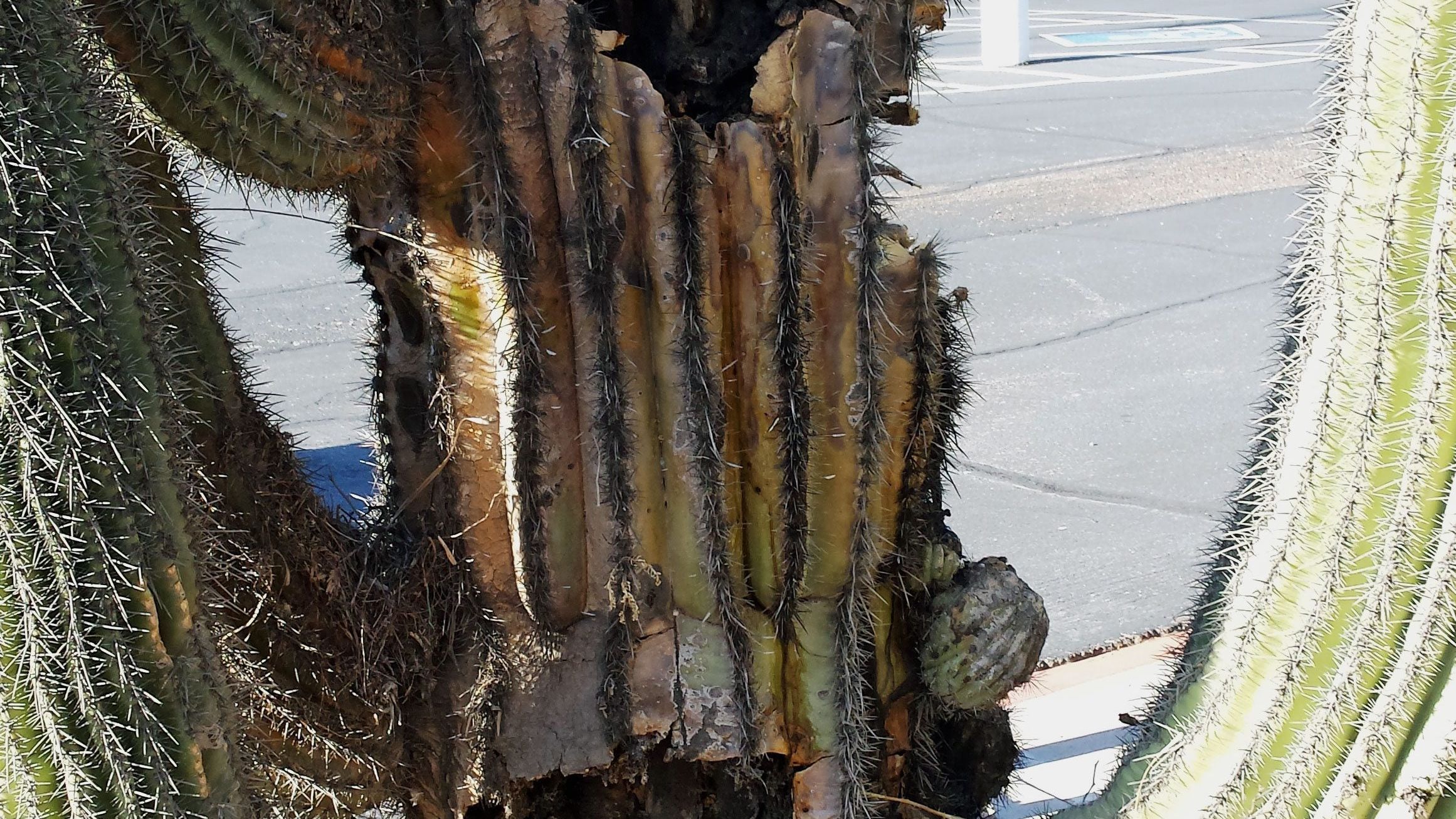 What Is Bacterial Necrosis: Learn About Bacterial Necrosis Of Saguaro Cactus  | Gardening Know How