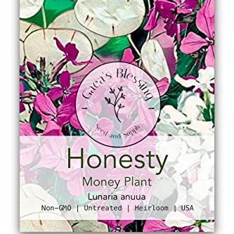 Gaea's Blessing Seeds - Honesty Seeds - Non-Gmo Seeds With Easy to Follow Planting Instructions, Annual Honesty, Moonwort, Money Plant, Silver Dollar Plant, Lunaria Annua, 90% Germination Rate