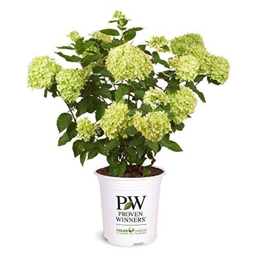 PROVEN WINNERS, Little Lime Hydrangea