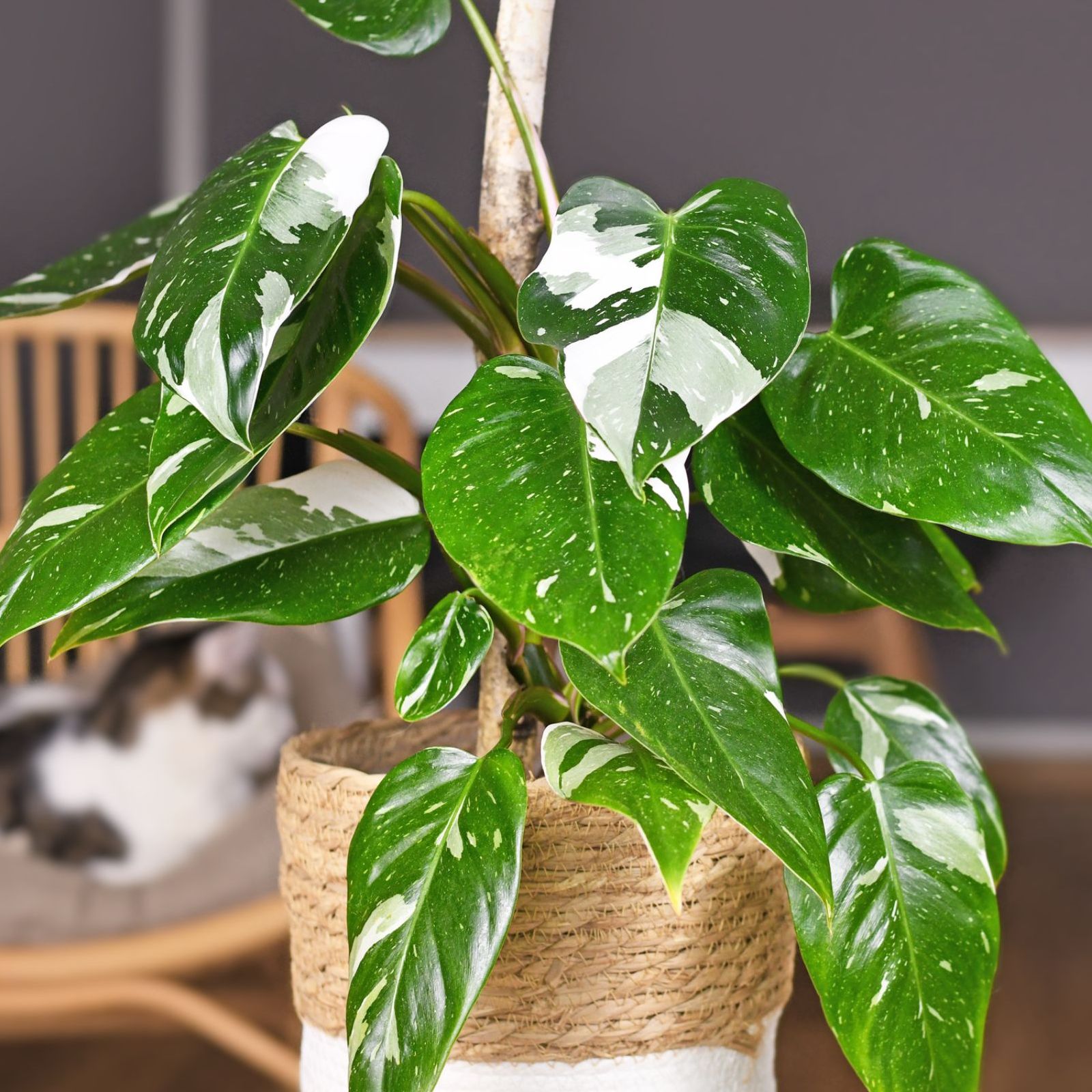Philodendron 'White Princess' houseplant