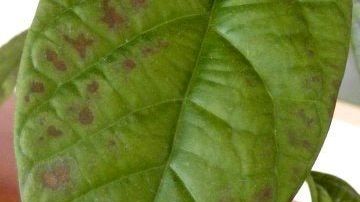Why Are My Avocado Leaves Burnt - What Causes Scorched Avocado Leaves |  Gardening Know How