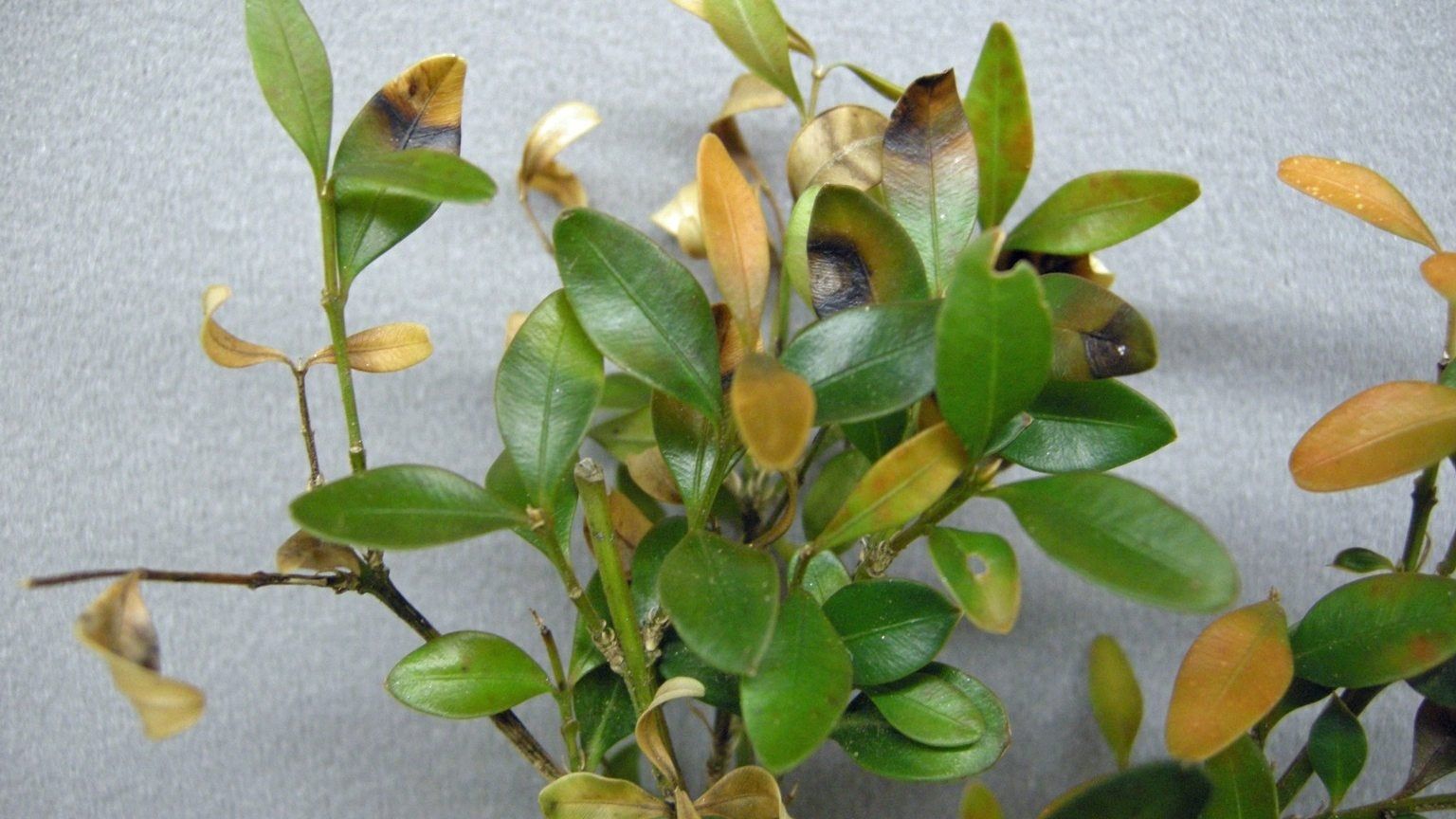 Boxwood Blight Disease - Information About Treatment Of Boxwood Blight |  Gardening Know How, image size:1536x864