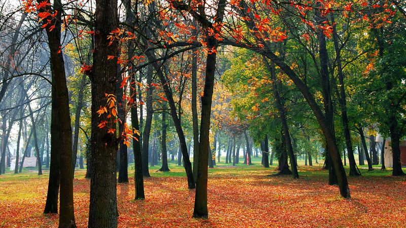 Autumn Equinox: 5 Odd Facts About Fall | Live Science