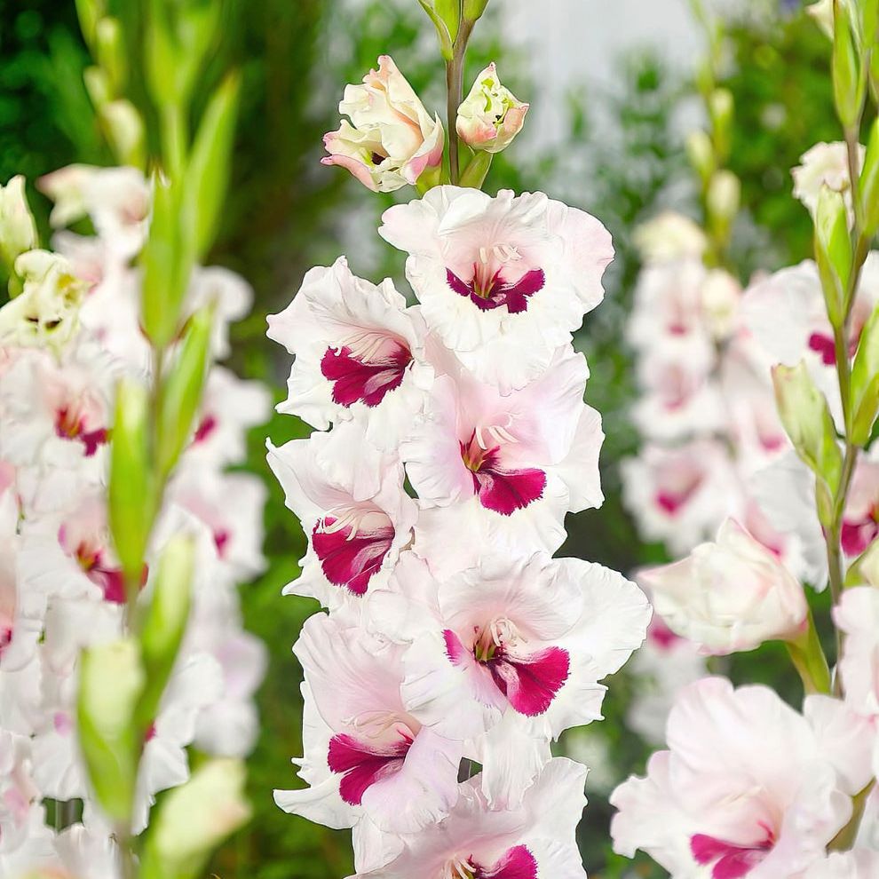 Gladiolus Fiorentina
