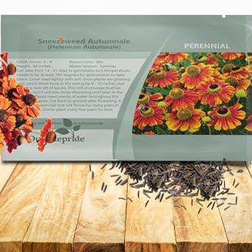 Outsidepride Autumnale Helenium Seeds - 2000 Pcs Easy to Grow, Self-Sowing Perennial Flower Seeds for Planting With Attractive Blooms for Cut Flower Arrangements, Borders, &amp;amp; Pollinator Gardens