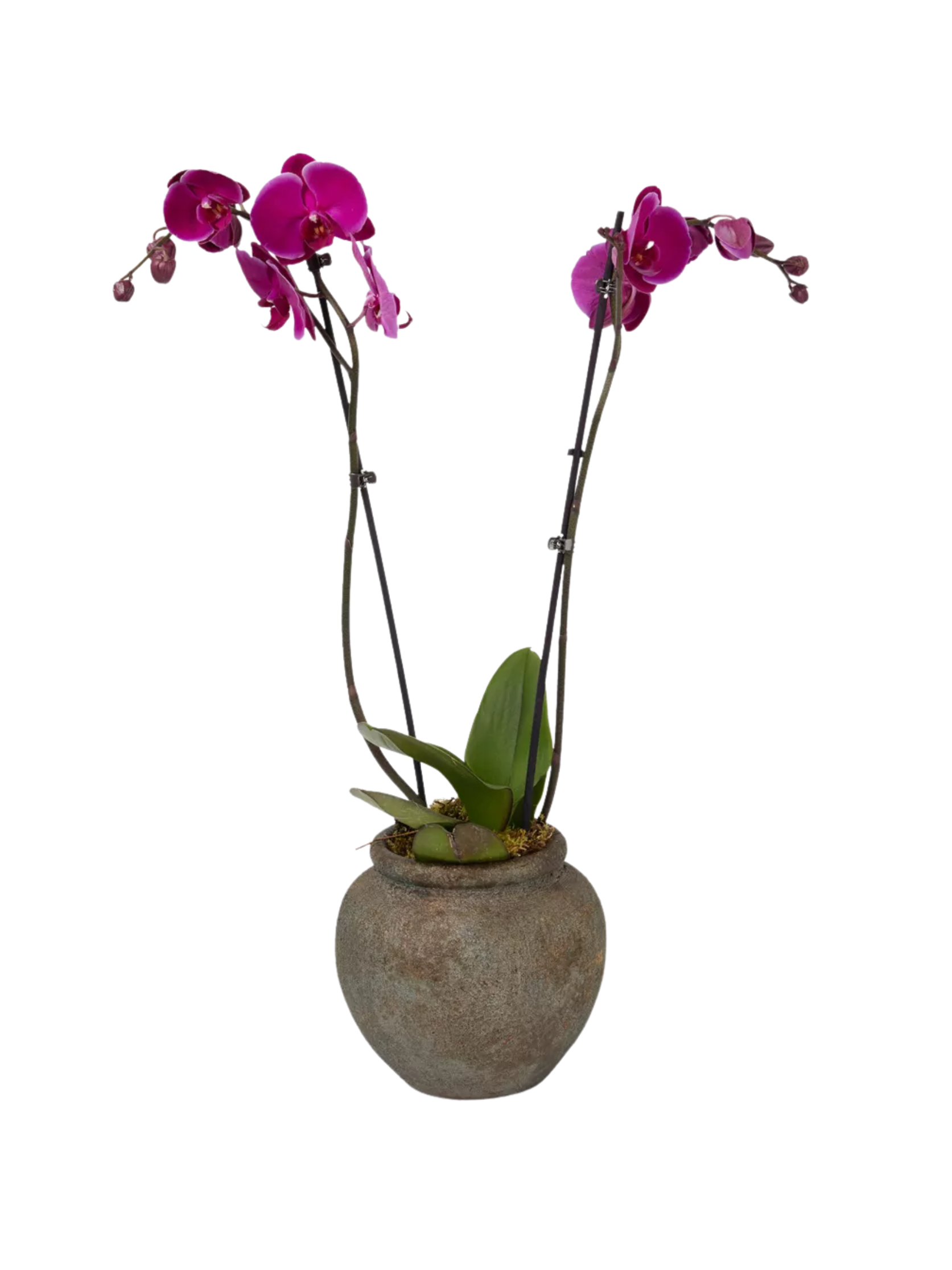 Pink Orchid 17cm