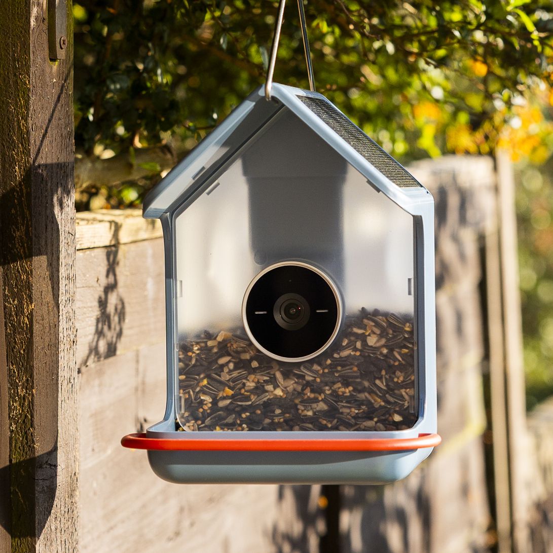 The Bird Buddy 2 feeder hanging in a sunny garden next to a brown fence