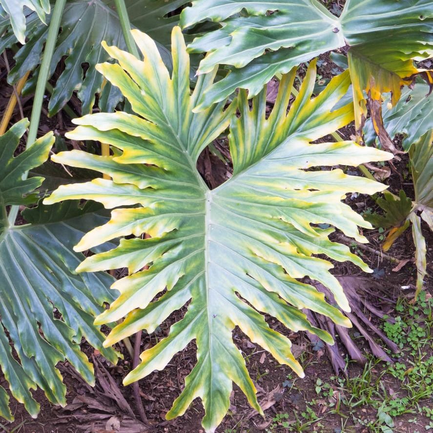 Split Leaf Philodendron Care  Learn About Growing A Philodendron Selloum  Plant | Gardening Know How